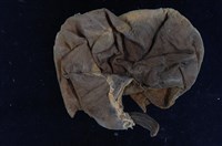 帝雉嗉囊藏品圖，第5張